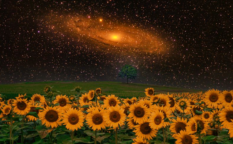 Intergalactic Wonderland image
